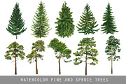 Watercolor pine and spruce trees