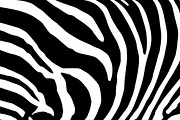 Abstract background skin of a zebra.
