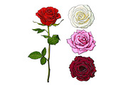 Set of pink, white, red rose, top and side view