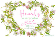 Hearts-watercolor-Hellebore
