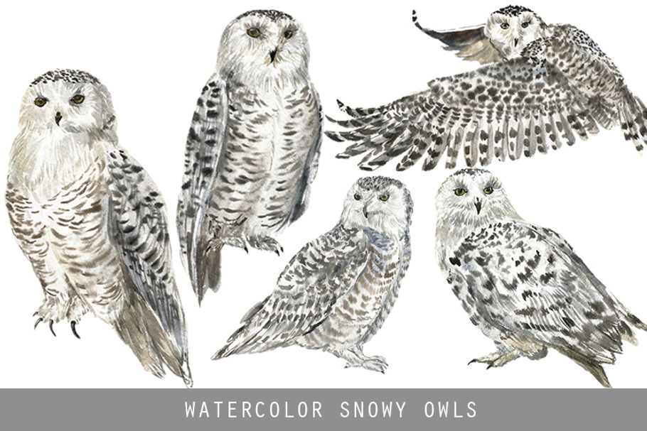 Watercolor Snowy Owls Clipart