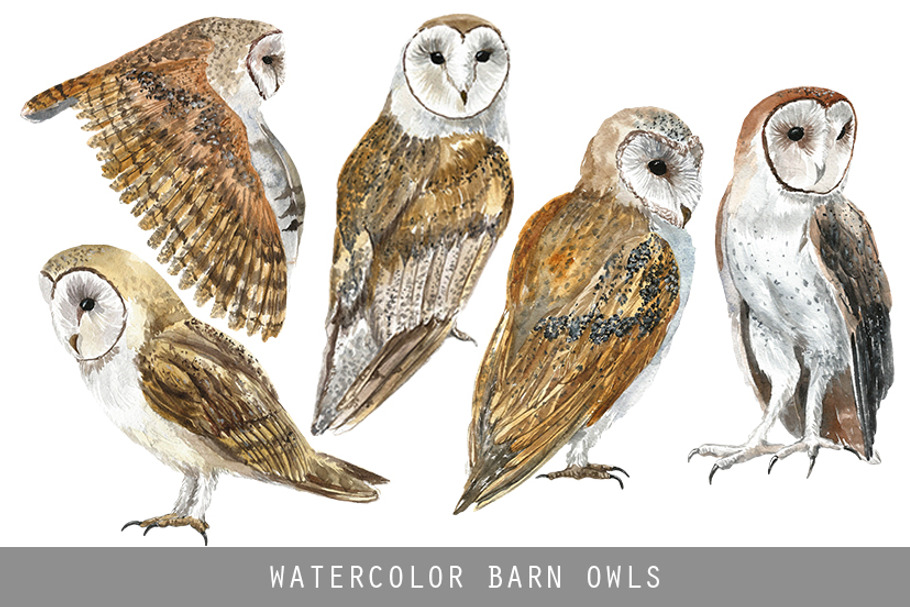 Watercolor Barn Owls