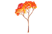 Watercolor rowan ashberry branch
