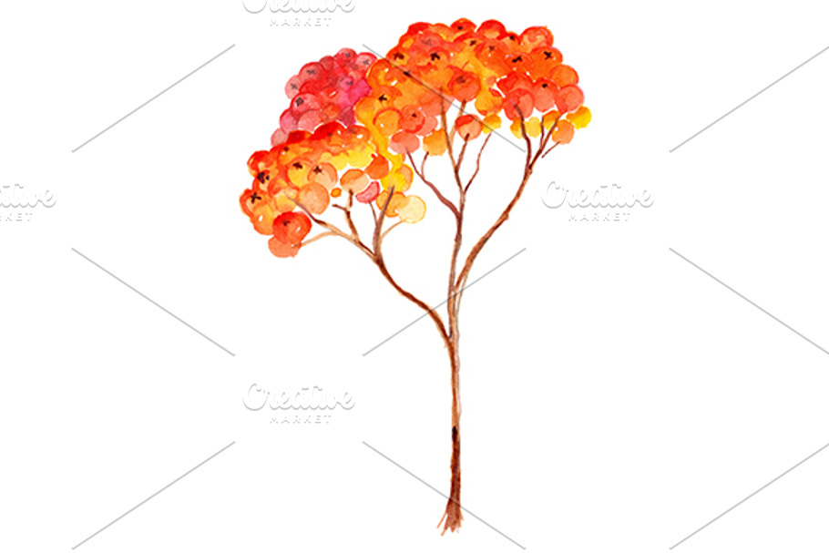 Watercolor rowan ashberry branch in Illustrations - product preview 8
