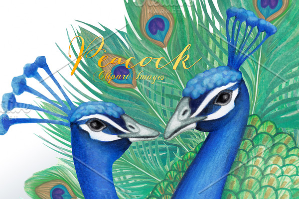 Watercolor Peacock Clipart Images