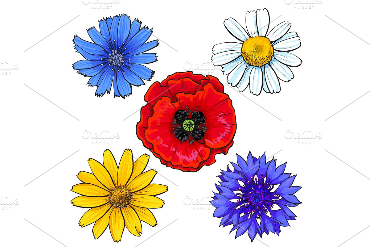 Set of wild, field flowers - poppy, chamomile, cornflower, daisy in Illustrations - product preview 8