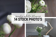 Stock photos, Moody white flower