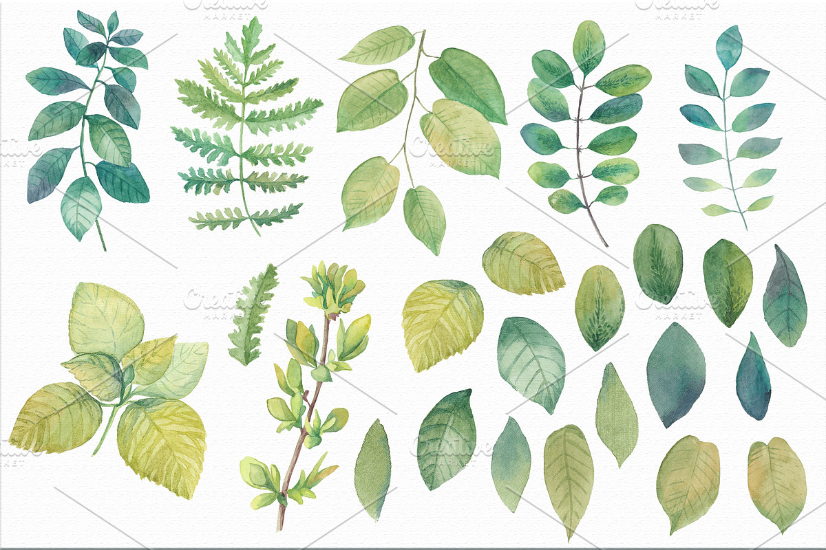 50% OFF Watercolor leaves & branches in Objects - product preview 8