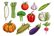 Fresh vegetable sketches for food theme design