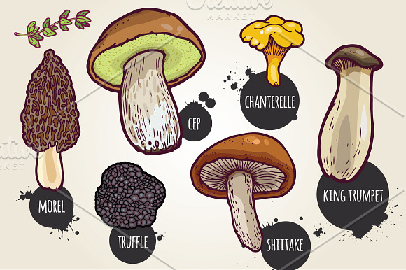 Hand drawn mushrooms collection. in Illustrations - product preview 1