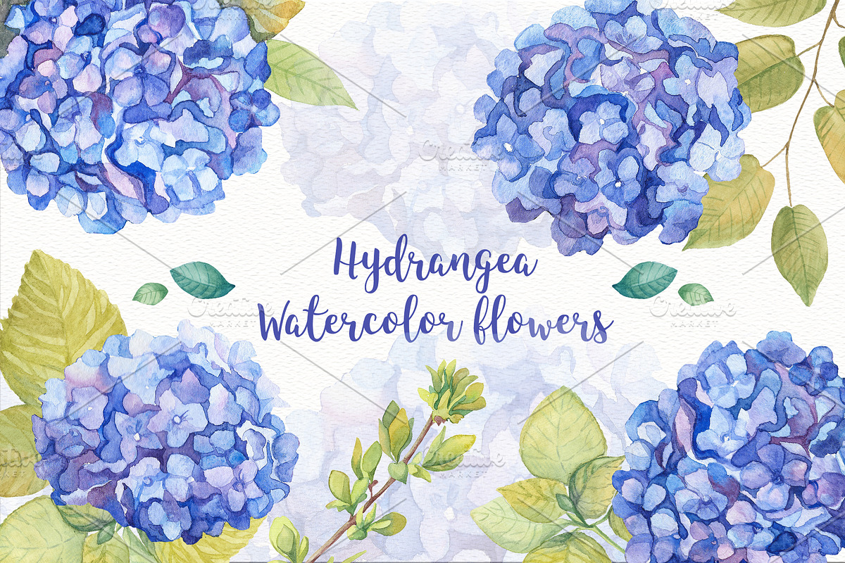 Hydrangea Watercolor Flowers in Illustrations - product preview 8