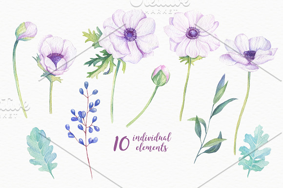 Ranunculus &Anemones Flowers in Illustrations - product preview 1