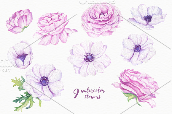 Ranunculus &Anemones Flowers in Illustrations - product preview 2