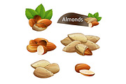 Almond kernel with green leaves set