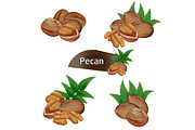 Pecan kernel in nutshell with leaves set