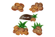 Pecan kernel in nutshell with leaves set