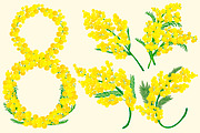 Yellow acacia blossom branch flower