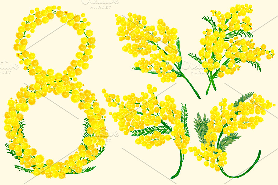 Yellow acacia blossom branch flower in Illustrations - product preview 8
