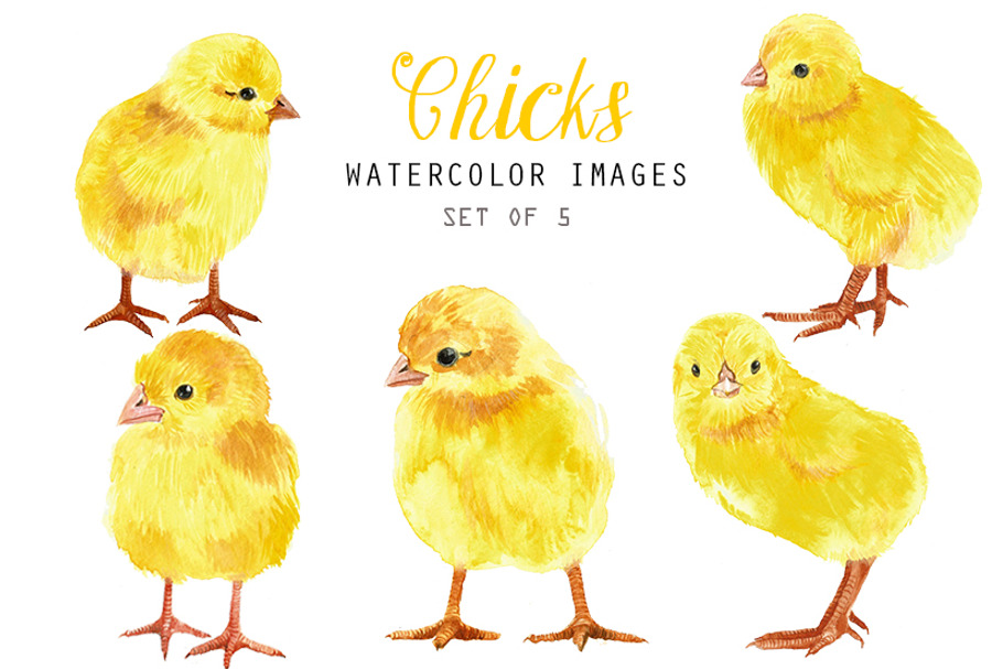 Watercolor chicks clipart