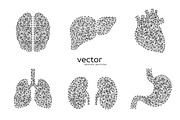 Vector illustrations of human organs