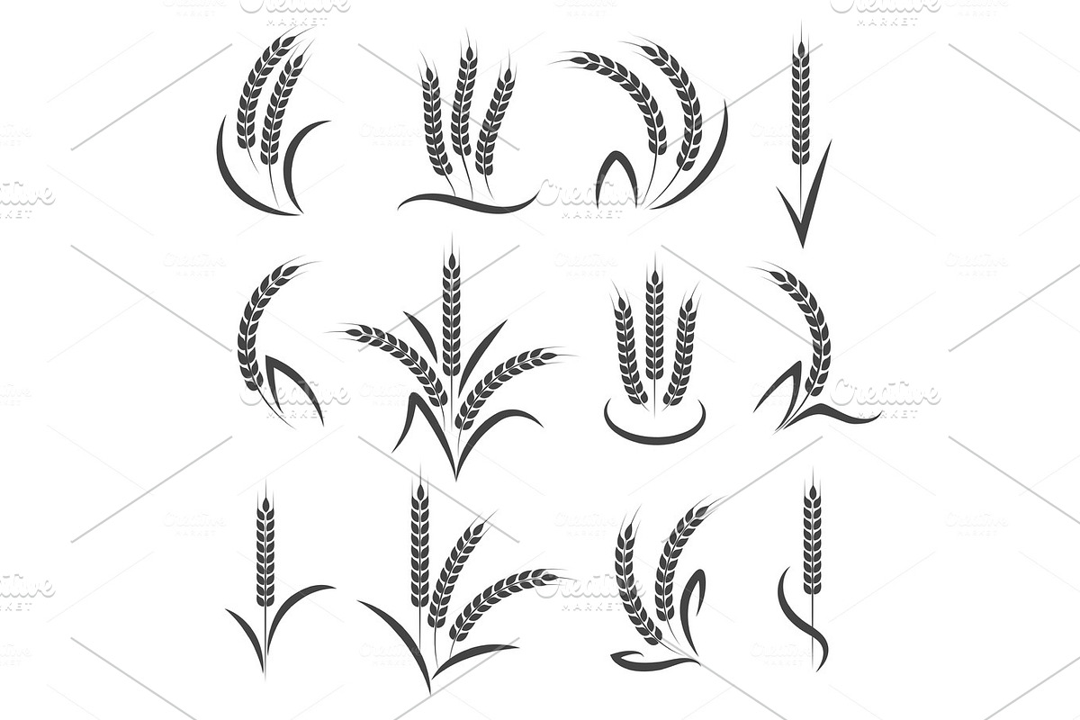 Wheat or barley ears branch in Illustrations - product preview 8
