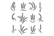 Wheat or barley ears branch
