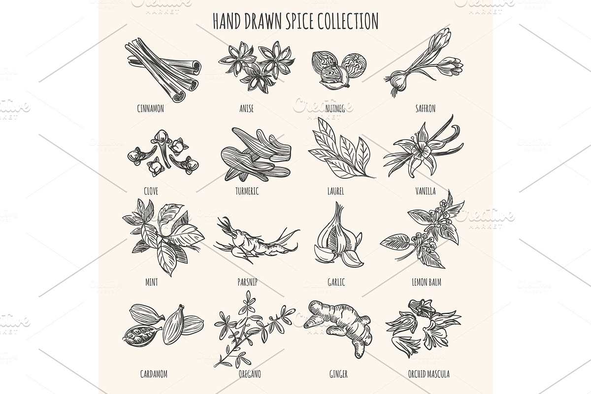 Herbs, seasonings and seeds ingredients in Illustrations - product preview 8