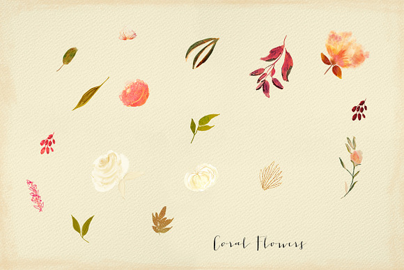 Coral Flowers in Illustrations - product preview 4