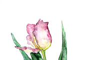 tulip with leave on a white background