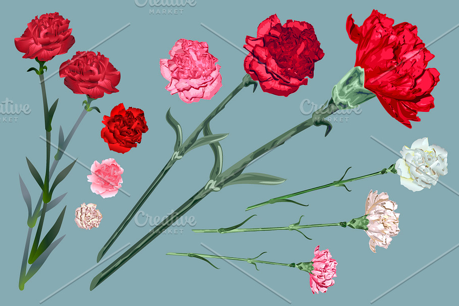 Set carnation flowers in Illustrations - product preview 8
