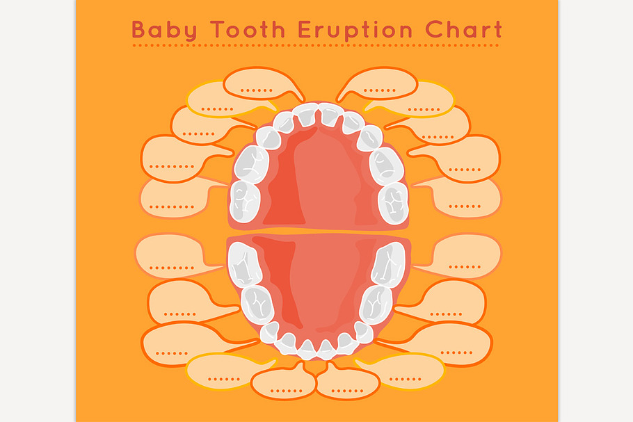 Baby Tooth Eruption Chart in Illustrations - product preview 8