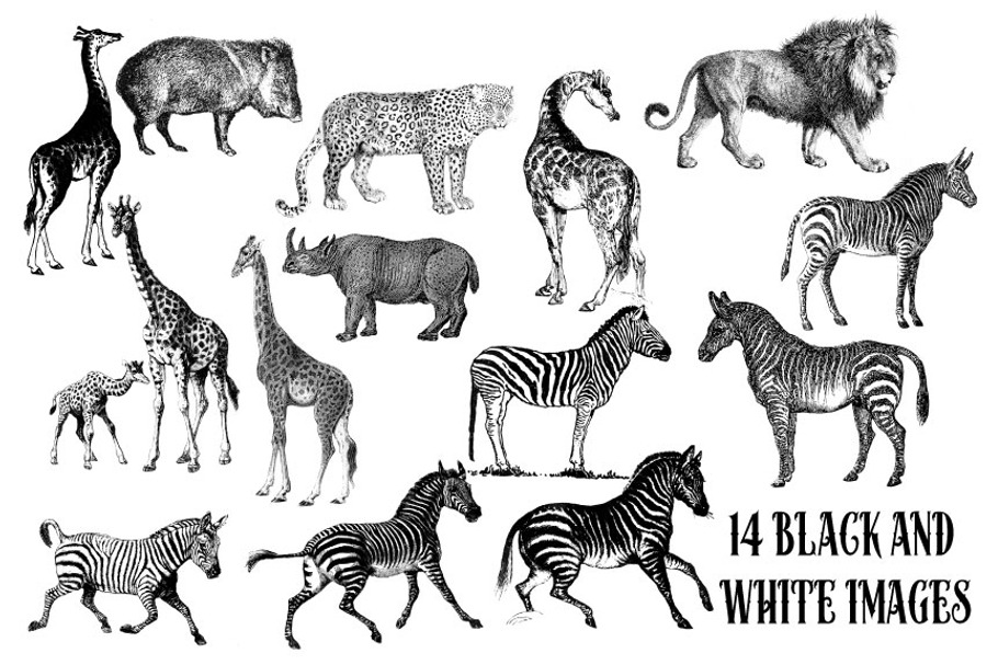 Vintage African Animals in Illustrations - product preview 8