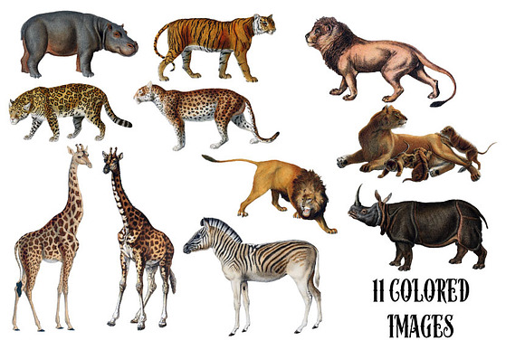 Vintage African Animals in Illustrations - product preview 1
