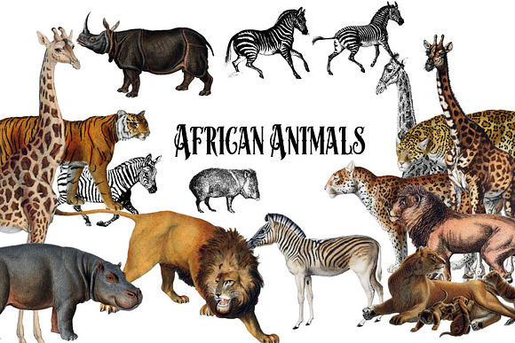 Vintage African Animals in Illustrations - product preview 2