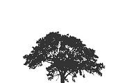 tree icon, vector