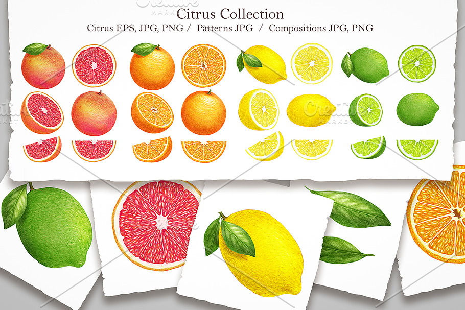 Citrus Collection in Illustrations - product preview 8