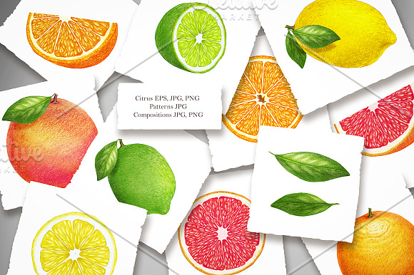Citrus Collection in Illustrations - product preview 1