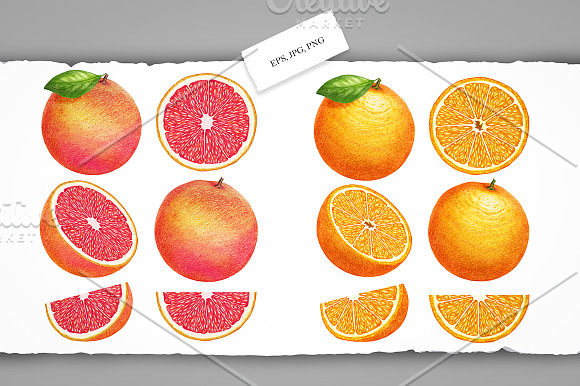 Citrus Collection in Illustrations - product preview 2
