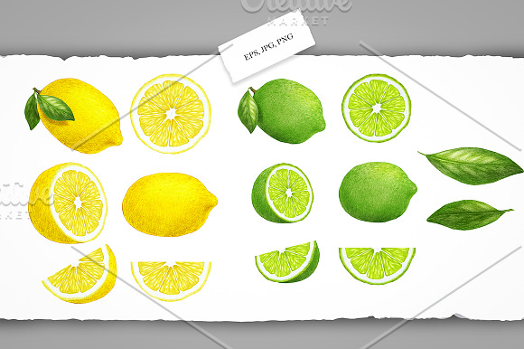 Citrus Collection in Illustrations - product preview 3
