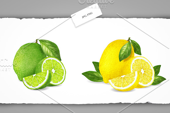 Citrus Collection in Illustrations - product preview 4
