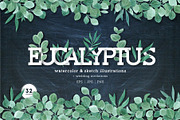 Eucalyptus leaves collection