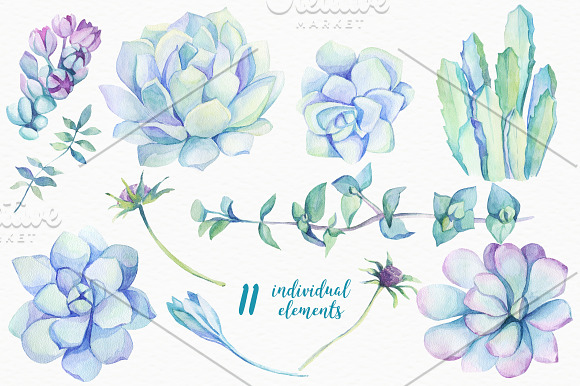 Succulents & Cactuses in Illustrations - product preview 2