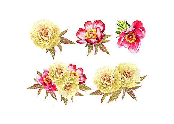 Peonies watercolor bundle in Illustrations - product preview 1