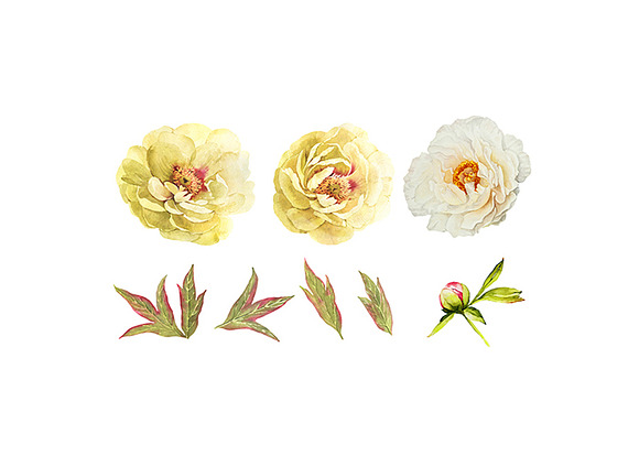 Peonies watercolor bundle in Illustrations - product preview 4