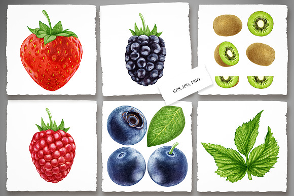 Fruits & Berries in Illustrations - product preview 3