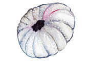 Watercolor seashell urchin vector