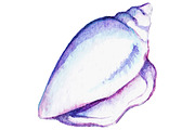 Watercolor seashell isolated vector