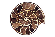 Watercolor seashell ammonit vector