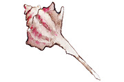 Watercolor seashell isolated vector