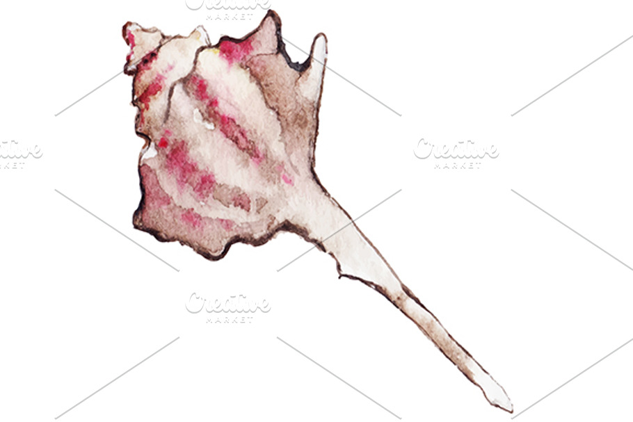 Watercolor seashell isolated vector in Illustrations - product preview 8